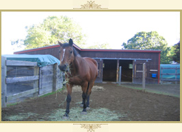 Contact Claddagh Ring Farm